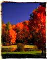 Fall trees and blue sky