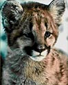Baby Cougar Free Ecard