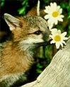 Baby Fox Free Ecard