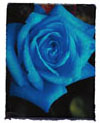 Blue Rose at night Ecard