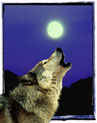 Wolf howling at full moon