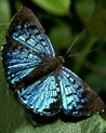 Blue and black Butterfly Ecard