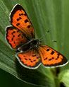 Orange and Black  Butterfly Ecard