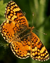 Orange and Brown Butterfly Ecard