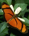 Orange and Black Yellow Butterfly Ecard