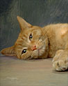 Orange Tabby cat  Ecard