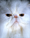 White Persian Cat Ecard