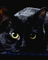 Black Halloween Cat Ecard