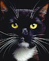 Tuxedo black and white cat  Ecard