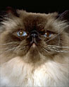 Brown and white Persian cat Ecard