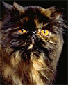 Tortoise Shell Persian Cat Ecard