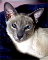Blue Point Siamese Cat Ecard