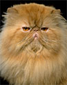 Orange Persian Cat Ecard