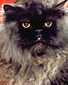 Grey Persian  Cat Ecard