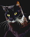 Tuxedo black and white cat  Ecard