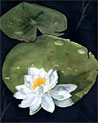 Water Lillies Free Art Ecard