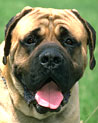 Mastiff Dog Ecard