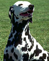 Dalmation Dog Ecard