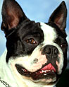 Boston Terrior Dog Ecard