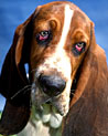 Bassett Hound Dog Ecard