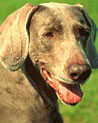 Weimaraner dog Ecard