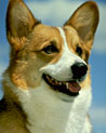 Corgi Dog Ecard