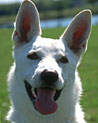 White German Shephard Dog Ecard