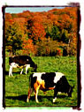2 cows grazing with fall background Ecard