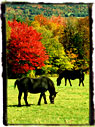 2 horses grazing with fall background