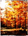 Fall trees haning over a country road Ecard