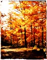 Fall trees haning over a country road Ecard