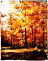 Fall trees haning over a country road