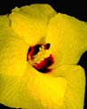 Yellow Hibiscus Tillaceus Ecard