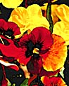 Red & Orange Pansies Ecard