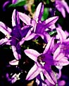 Purple Bell Flower Ecard