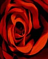 English Rose  Free Art Ecard