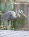 Blue Heron Ecard