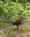 Brown Thrasher Ecard