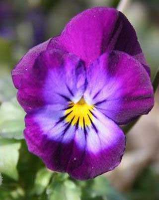 Purple Pansy  Free Ecard