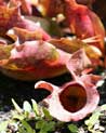 EcardRed Pitcher Plant 