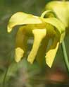 Yellow Pitcher Plant Ecard