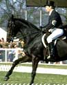 Dressage Horse and Rider Ecard