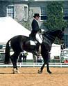 Dressage Horse and Rider Ecard