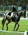 Dressage Horse and Rider Ecard