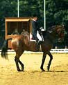 Dressage Horse and Rider Ecard