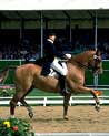 Dressage Horse and Rider Ecard