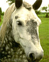 Percheron Ecard