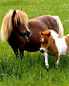 Minature horse foal ecard