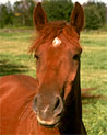 Chestnut horse ecard