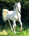 White Arabian Ecard